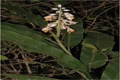 Alpinia malaccensis